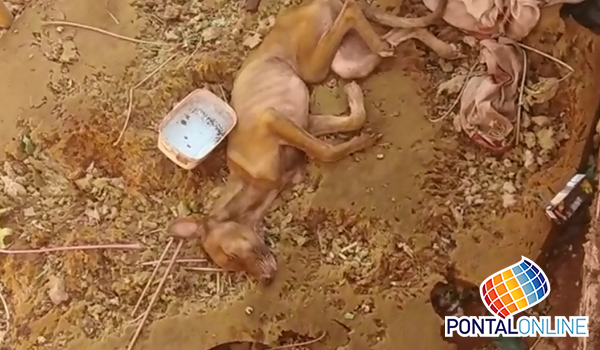Animais abandonados são resgatados pelo Centro de Controle de Zoonoses