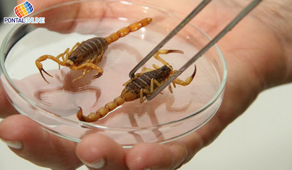Veterinária alerta sobre escorpiões nesta época do ano