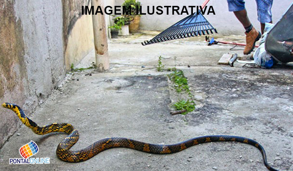 Corpo de Bombeiros fala sobre a aparição de cobras na cidade