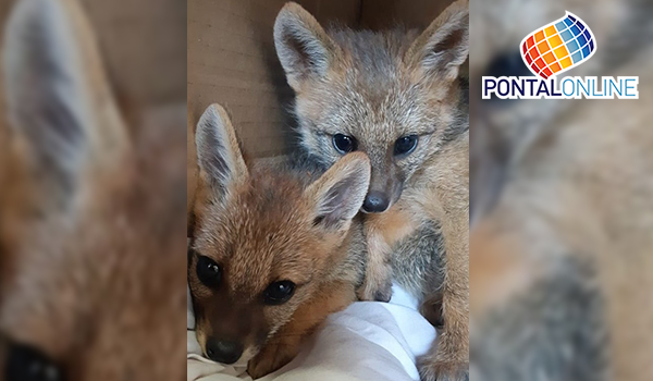 Filhotes de raposa são resgatados em Frutal e levados para hospital em Uberaba