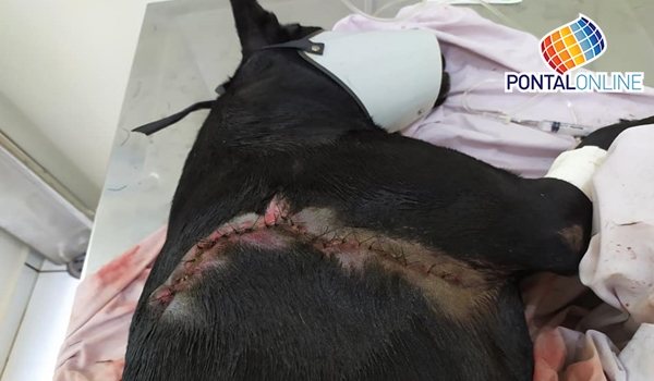 Cachorra é gravemente ferida ao impedir criminoso entrar em residência no Bairro Estudantil
