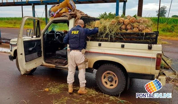 Veículo de Frutal: PRF apreende 179,6 Kg de maconha escondidos sob carga de abacaxis em Ponta Porã
