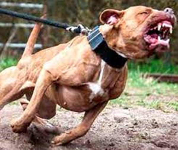 CÃES DA RAÇA PITBULL ATACAM DUAS PESSOAS NA CIDADE DE PLANURA