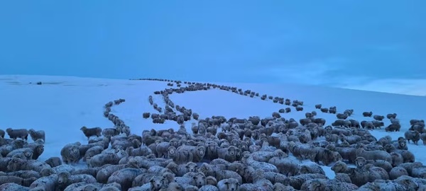 FRIO EXTREMO NA PATAGÔNIA ARGENTINA CONGELA ANIMAIS