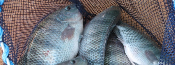 INSTITUTO MINEIRO DE AGROPECUÁRIA DESENVOLVE ATIVIDADES DE CONSCIENTIZAÇÃO SOBRE PESCADO NO TRIÂNGULO MINEIRO