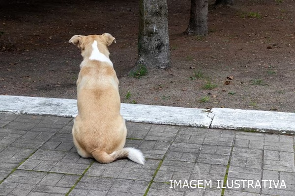 HOMEM FURTA CACHORRO, ESCONDE EM MOCHILA E TENTA TROCÁ-LO POR DROGAS EM UBERABA