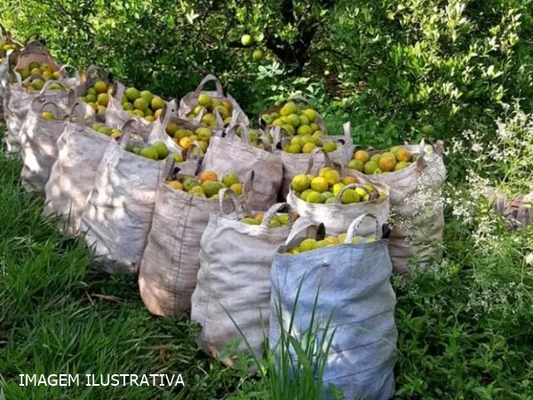 POLÍCIA MILITAR AGE RÁPIDO E RECUPERA LARANJAS FURTADAS EM FRUTAL